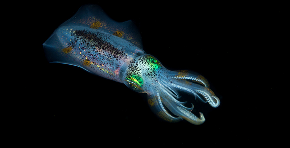 Beneath the surface: Black water diving with Don Foster’s